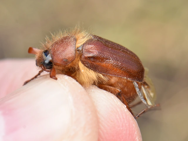 Holochelus aequinoctialis - tavaszeleji cserebogár