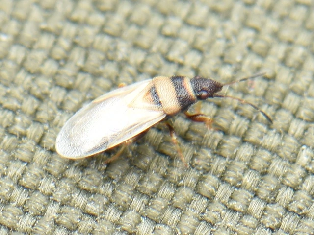 Oxycarenus pallens - fakó bodobács