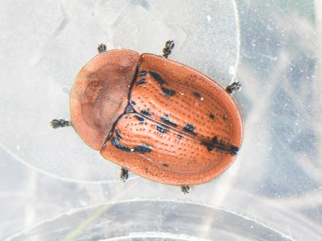 Cassida murraea - foltos pajzsbogár