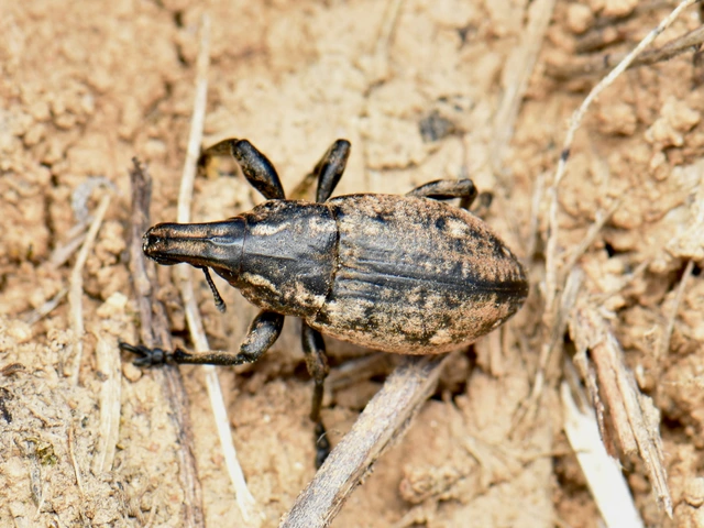 Leucophyes pedestris - négypettyes barkó