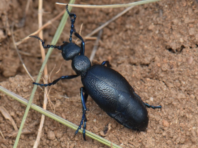 Meloe proscarabaeus - közönséges nünüke