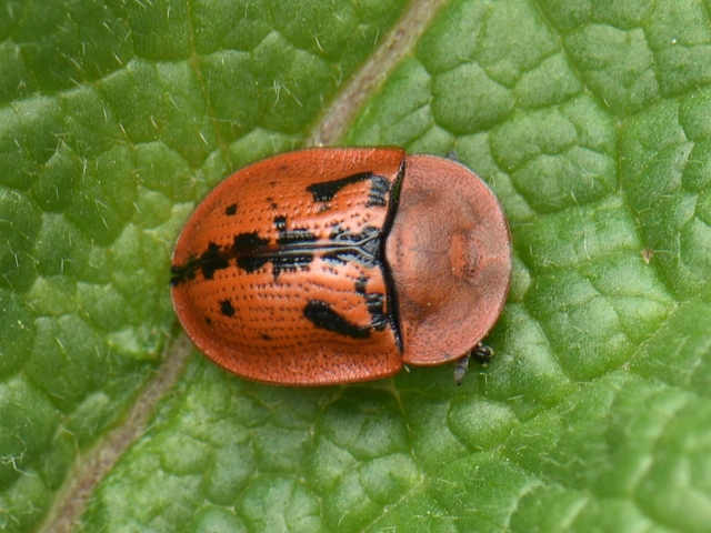 Cassida murraea - foltos pajzsbogár