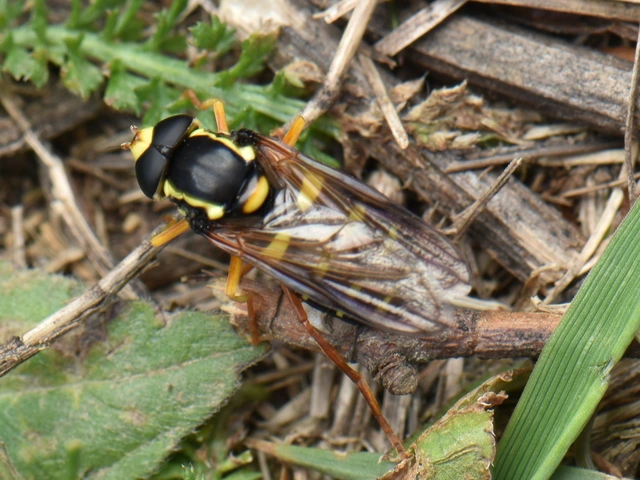 Xanthogramma citrofasciatum - korai oldalsávoslégy