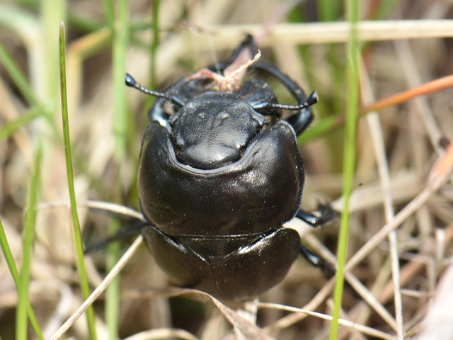 Lethrus apterus - nagyfejű csajkó