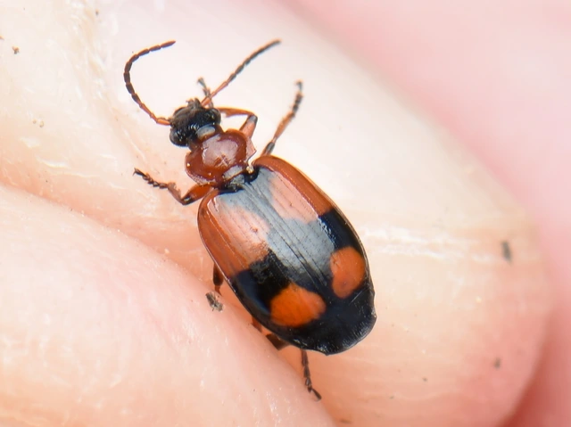 Lebia cruxminor - keresztes cserjefutó