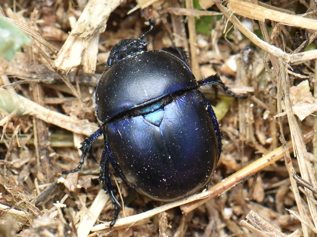 Trypocopris vernalis - tavaszi álganéjtúró