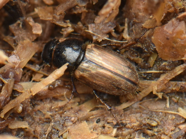 Aphodius prodromus - sárgalábú trágyabogár