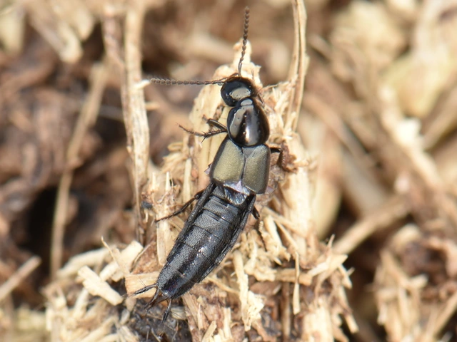 Philonthus tenuicornis - bronzos ganajholyva