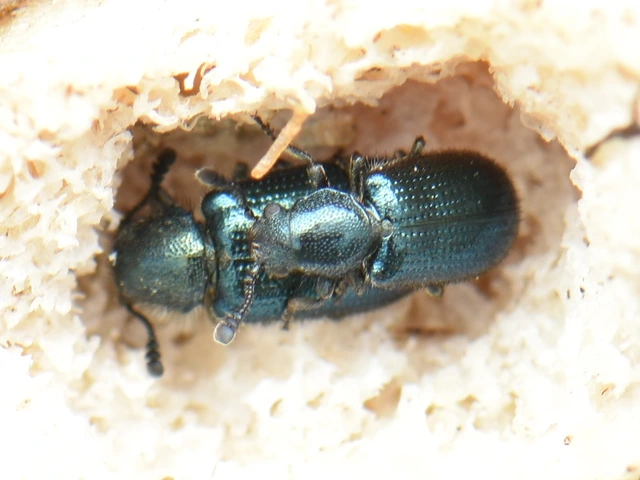 Necrobia violacea - kék hullabogár