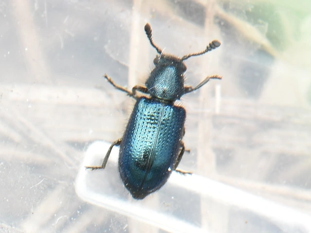 Necrobia violacea - kék hullabogár