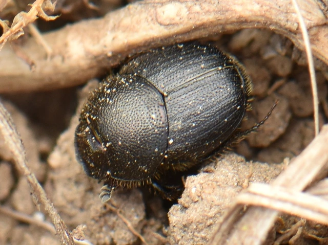 Onthophagus grossepunctatus - érdes trágyatúró