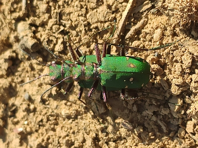 Cicindela campestris - mezei homokfutrinka