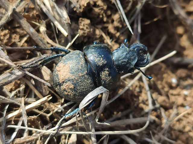 Lethrus apterus - nagyfejű csajkó