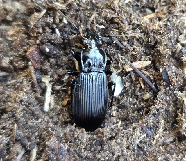 Pterostichus niger - komor gyászfutó