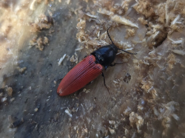 Ampedus
