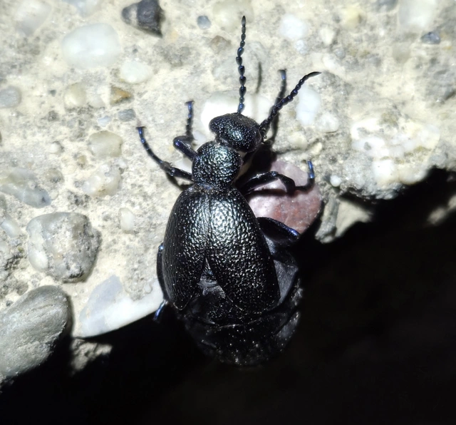 Meloe proscarabaeus - közönséges nünüke