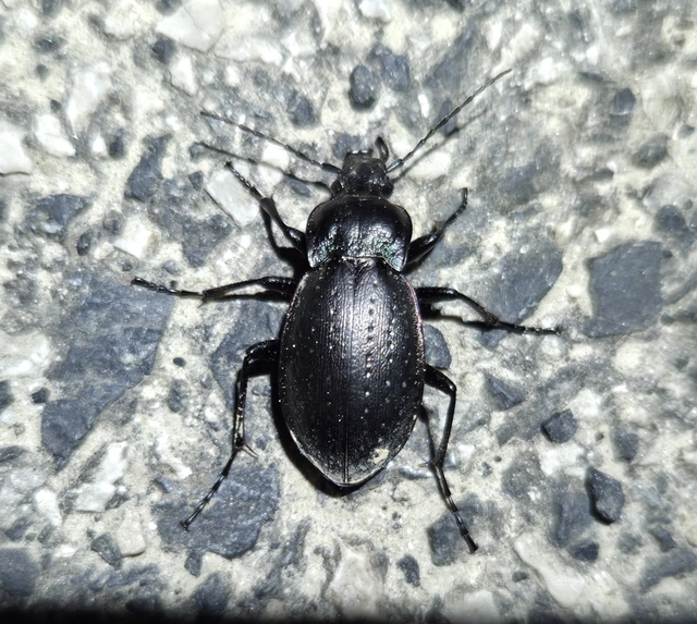 Carabus nemoralis - ligeti futrinka