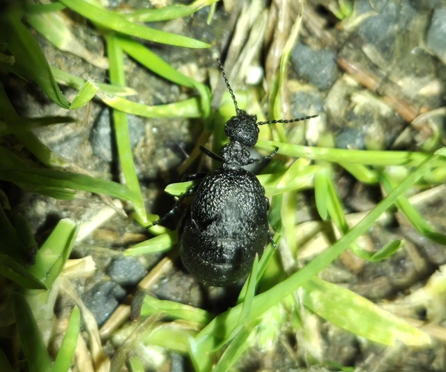 Meloe rugosus - ráncos nünüke