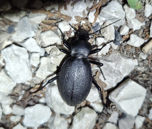 Carabus coriaceus - bőrfutrinka