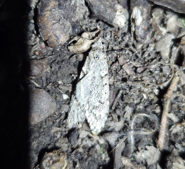 Diurnea fagella - szürke tavaszimoly