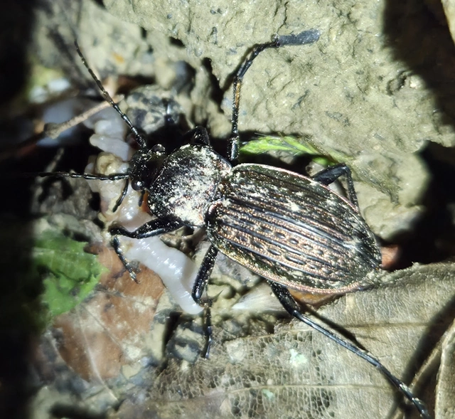 Carabus ulrichii - rezes futrinka Carabus ulrichii - rezes futrinka