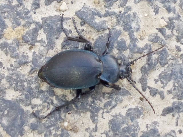 Carabus convexus - selymes futrinka