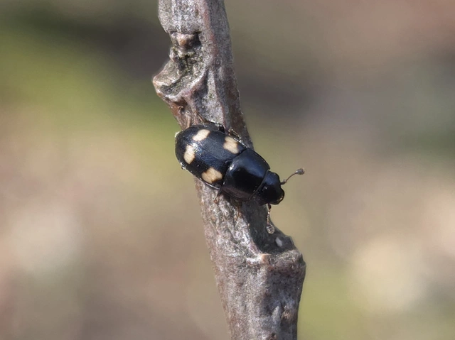 Glischrochilus quadrisignatus - amerikai fénybogár Glischrochilus quadrisignatus - amerikai fénybogár