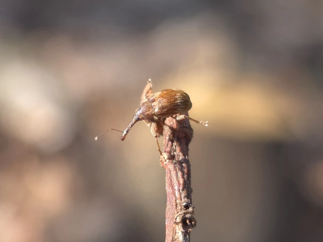 Anthonomus rectirostris - meggymaglikasztó Anthonomus rectirostris - meggymaglikasztó