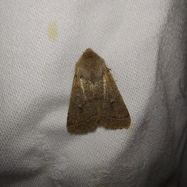 Orthosia cerasi - közepes barkabagoly