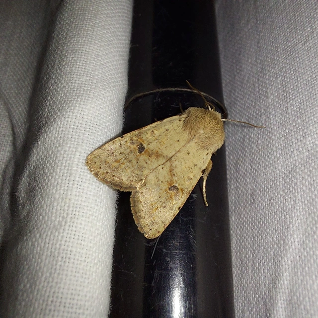 Orthosia cruda - kis barkabagoly