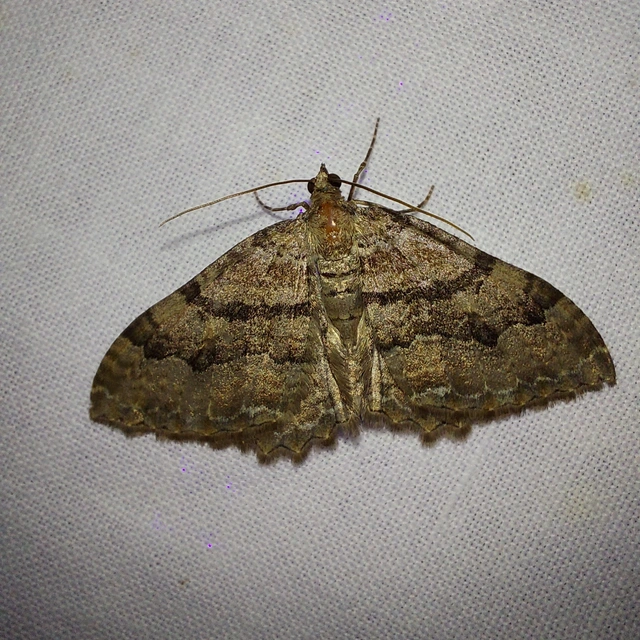 Hydria cervinalis - őzbarna araszoló