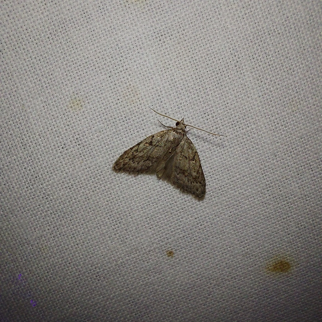 Nola cicatricalis - szürke pamacsosszövő