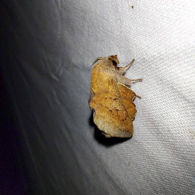 Phyllodesma tremulifolia - nyárlevélpohók
