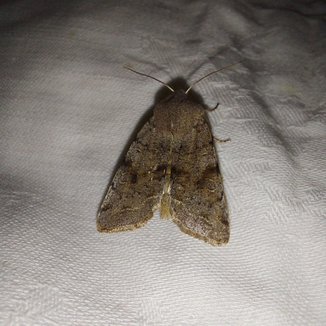 Orthosia incerta - változékony barkabagoly