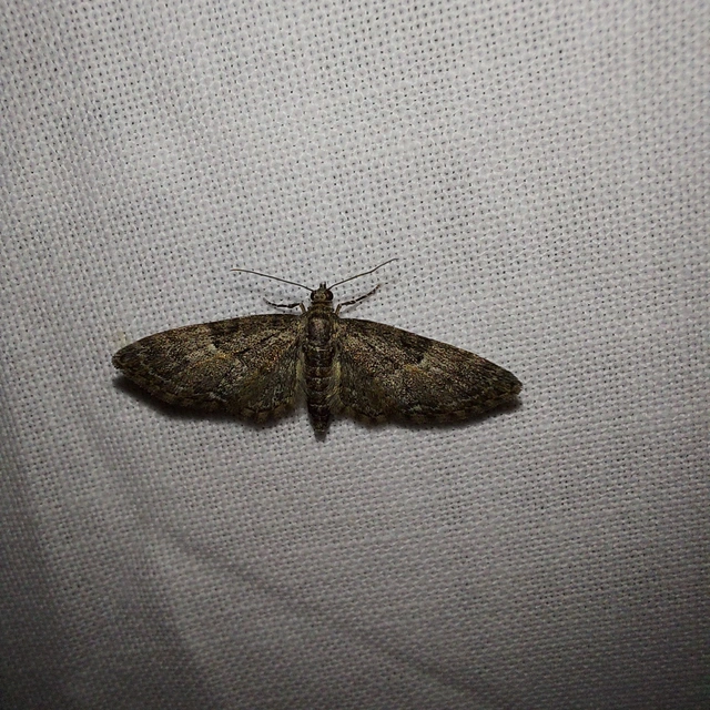 Eupithecia dodoneata - tölgy-törpearaszoló