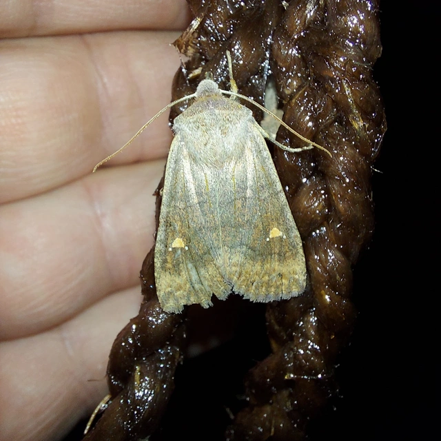 Eupsilia transversa - holdacskás télibagoly