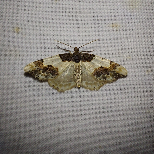 Ligdia adustata - barna levélaraszoló