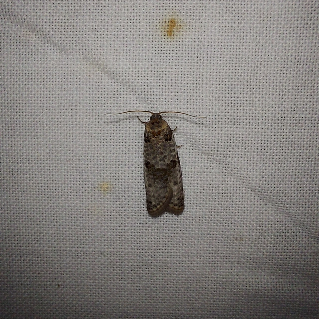 Pseudeulia asinana - korai sodrómoly