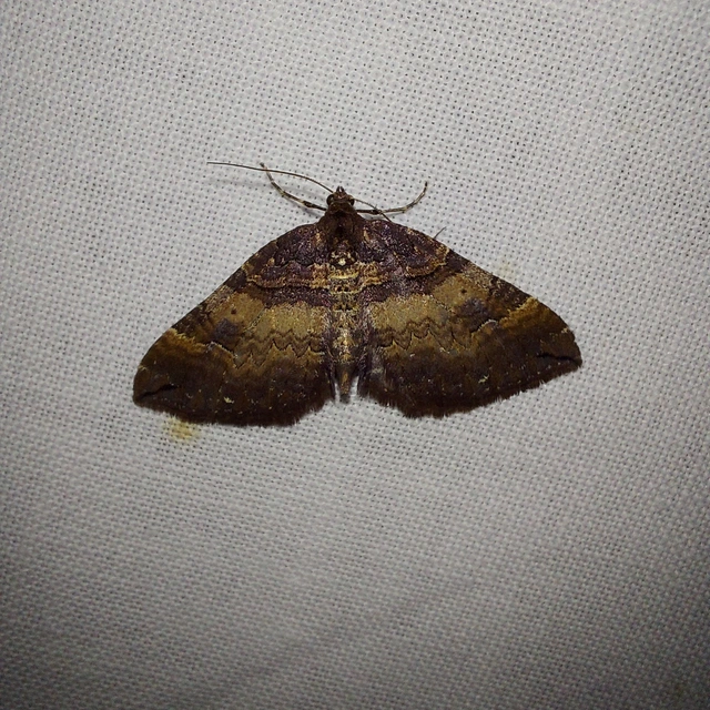 Earophila badiata - csipkerózsa-araszoló