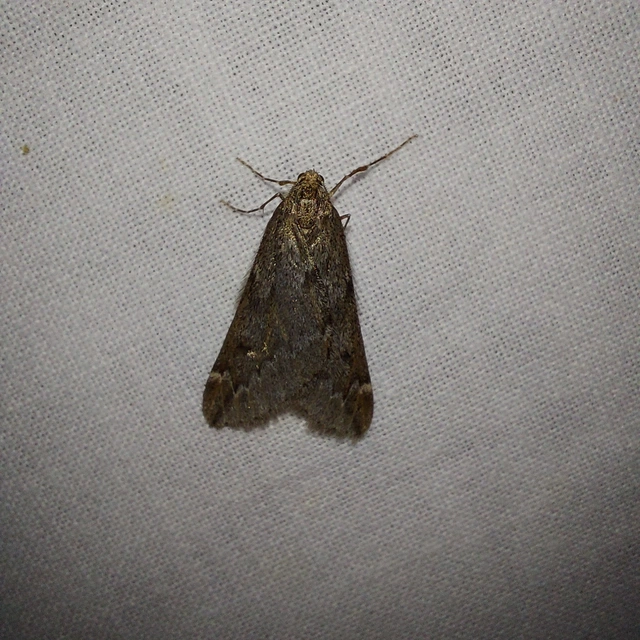 Alsophila aescularia - vadgesztenye-araszoló