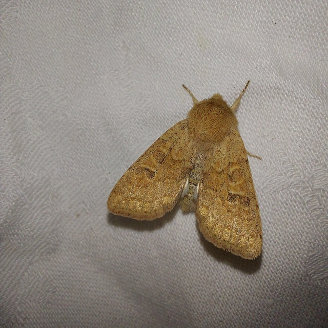 Orthosia miniosa - sárgás barkabagoly