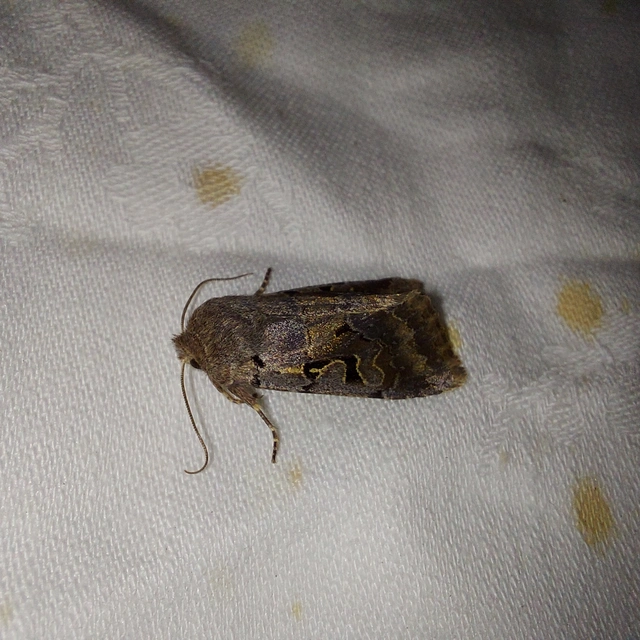 Orthosia gothica - feketefoltos barkabagoly