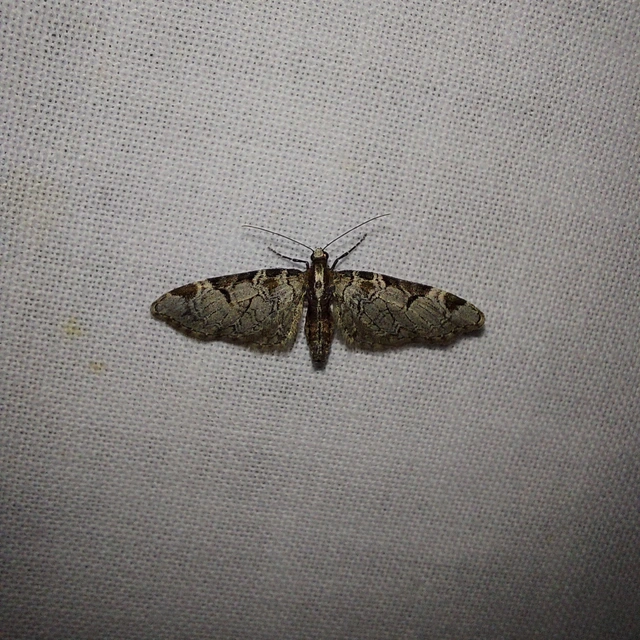 Eupithecia insigniata - hálózatos törpearaszoló