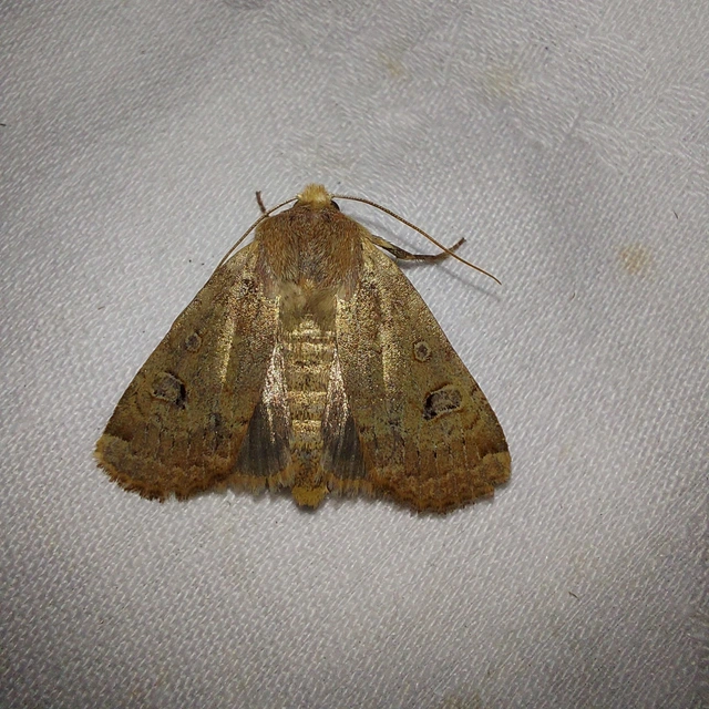 Conistra erythrocephala - vörösfejű őszibagoly