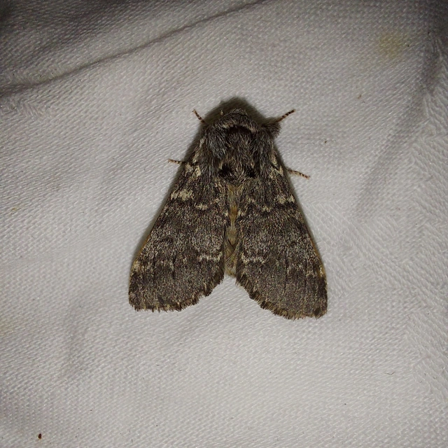 Drymonia ruficornis - cserfa-púposszövő