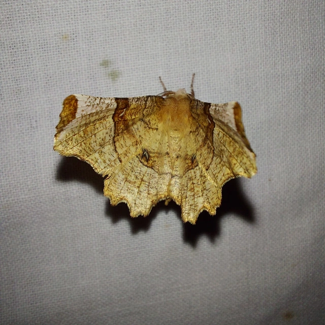 Selenia lunularia - egyfoltos holdasaraszoló