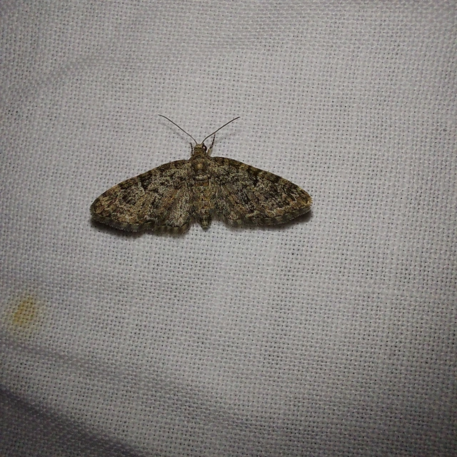 Eupithecia dodoneata - tölgy-törpearaszoló
