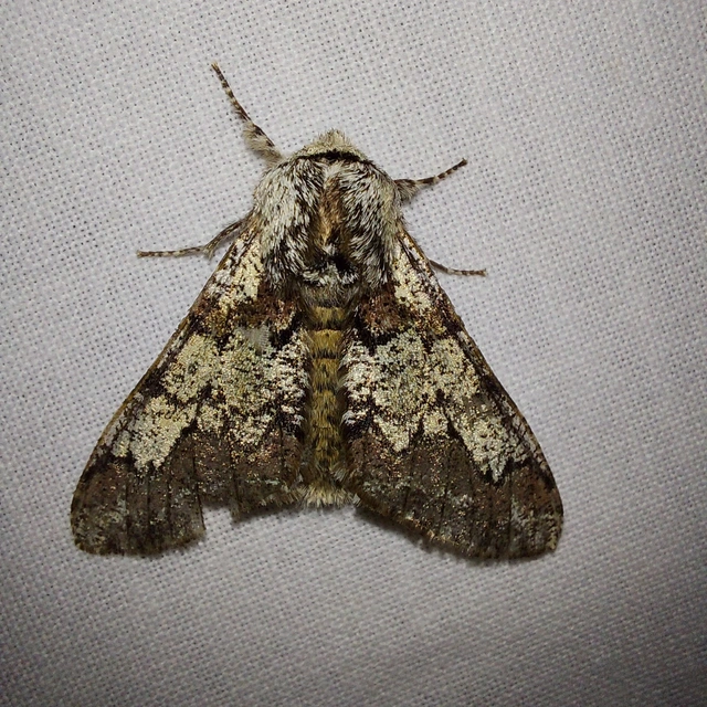 Biston strataria - barnapettyes araszoló