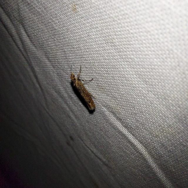 Ypsolopha ustella - csíkos tarkamoly