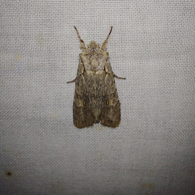 Lithophane ornitopus - közönséges fabagoly
